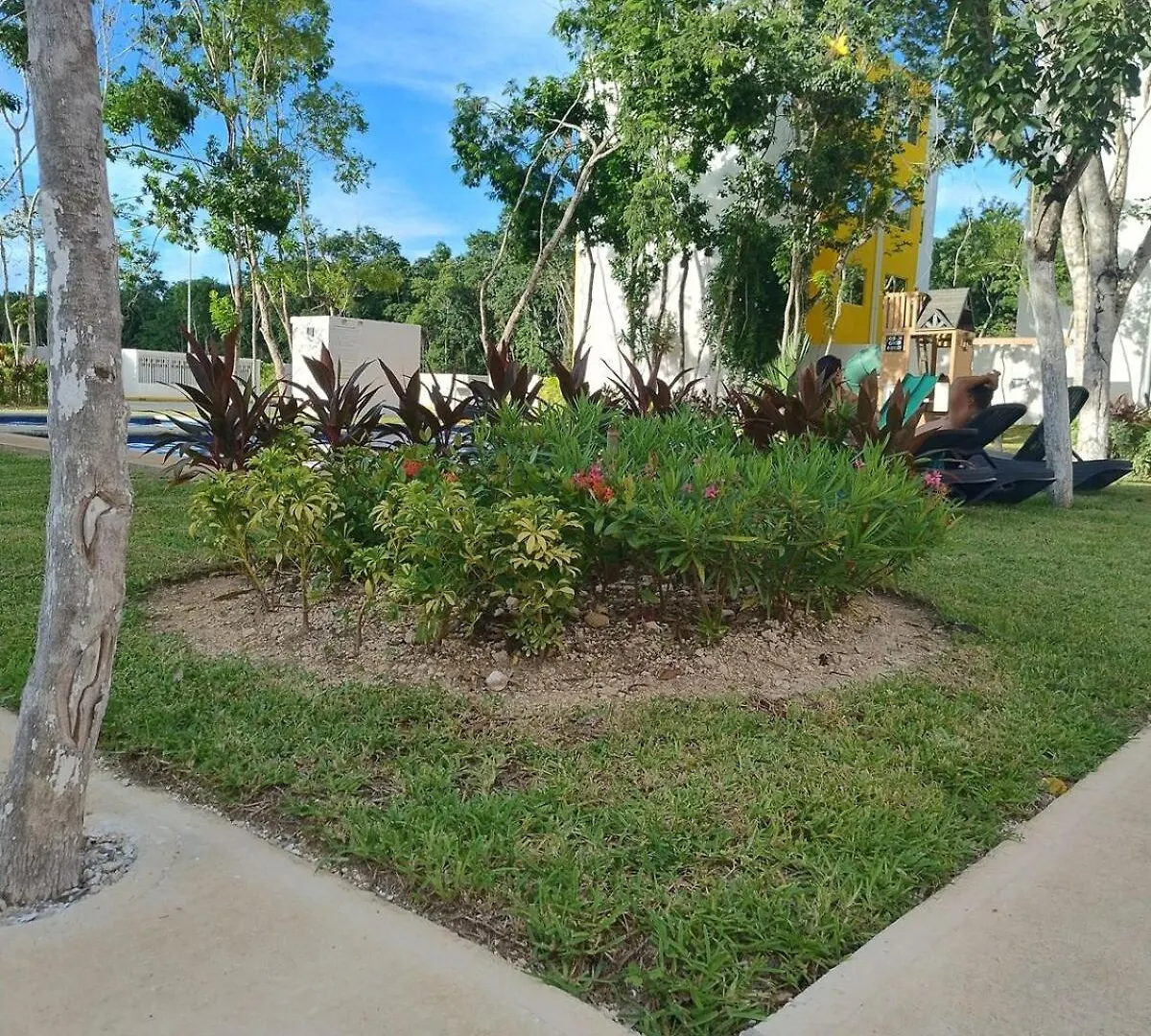 Dreams Of Arena In The Jungle Of Cancun